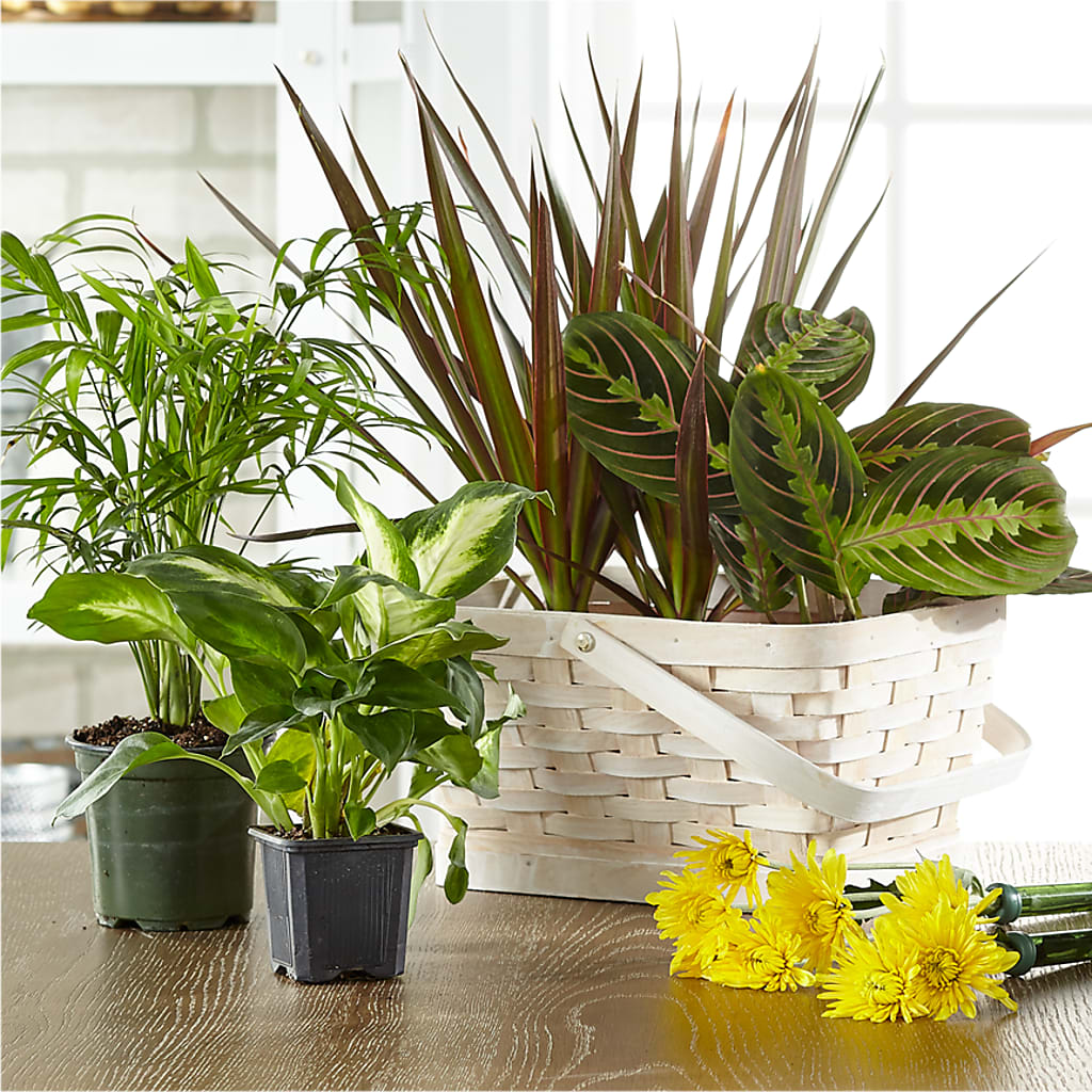 Florist Designed Blooming and Green Plants in a Basket – Awesome Blossom Florist, San Antonio TX