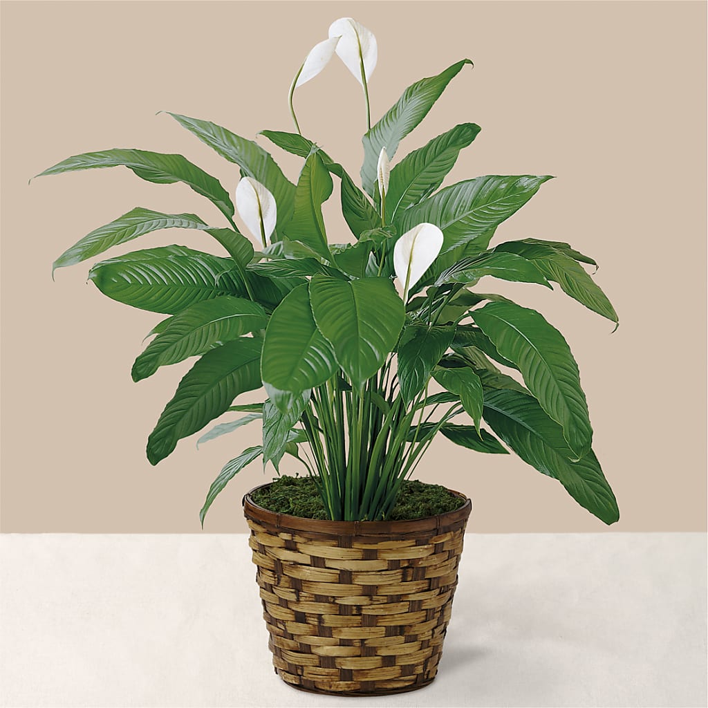 Tranquil Moments Peace Lily Plant – Awesome Blossom Florist, San Antonio TX