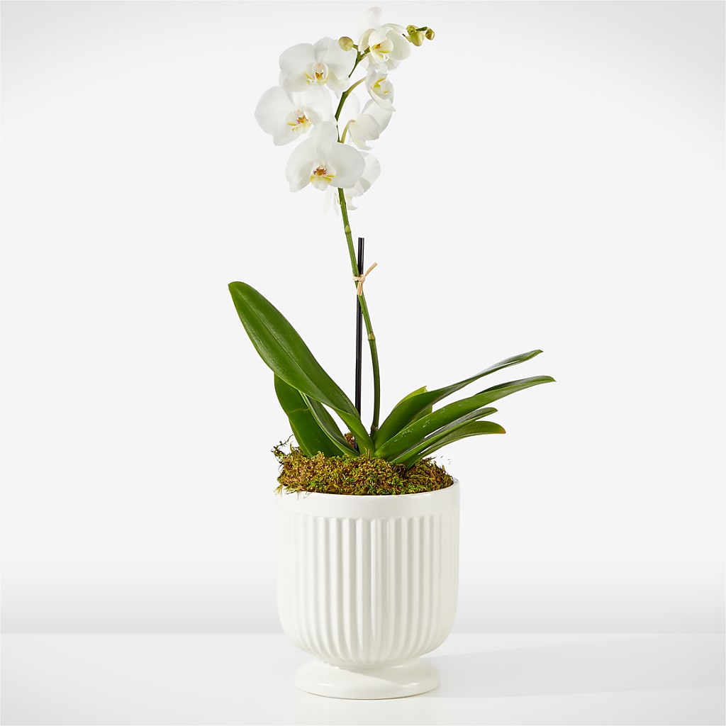 Whispering White Orchid – Awesome Blossom Florist, San Antonio TX