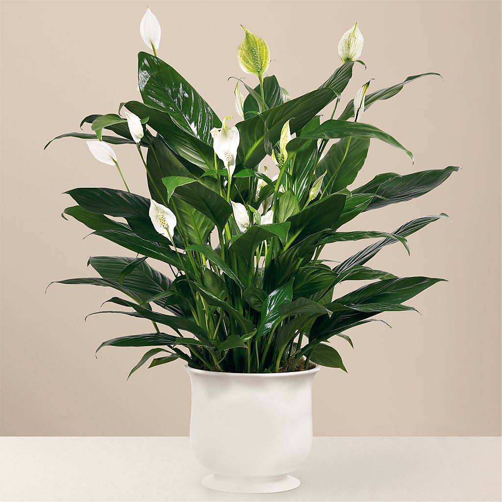 Comfort Planter – Awesome Blossom Florist, San Antonio TX