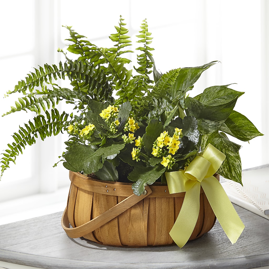 Always Dear Dishgarden – Awesome Blossom Florist, San Antonio TX