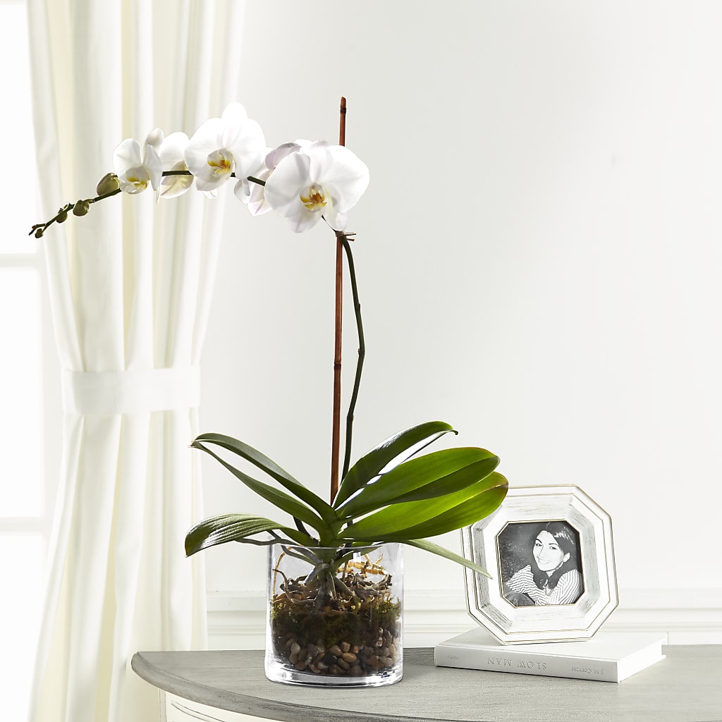 White Orchid Planter – Awesome Blossom Florist, San Antonio TX