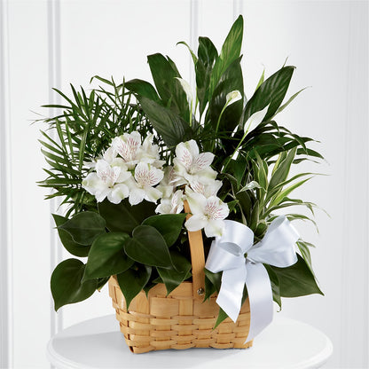 Peace & Serenity Dishgarden –  Awesome Blossom Florist, San Antonio TX