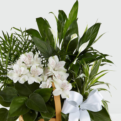 Peace & Serenity Dishgarden –  Awesome Blossom Florist, San Antonio TX