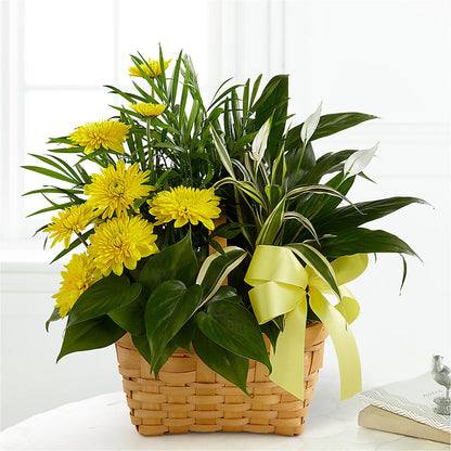 Loving Light Dishgarden –  Awesome Blossom Florist, San Antonio TX