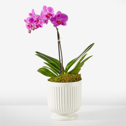 Friendly Fuchsia Orchid –  Awesome Blossom Florist, San Antonio TX