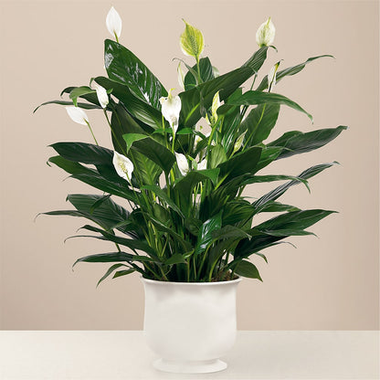 Comfort Planter –  Awesome Blossom Florist, San Antonio TX