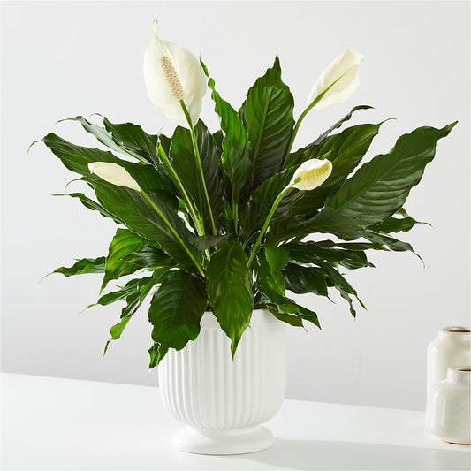 Comfort Planter –  Awesome Blossom Florist, San Antonio TX