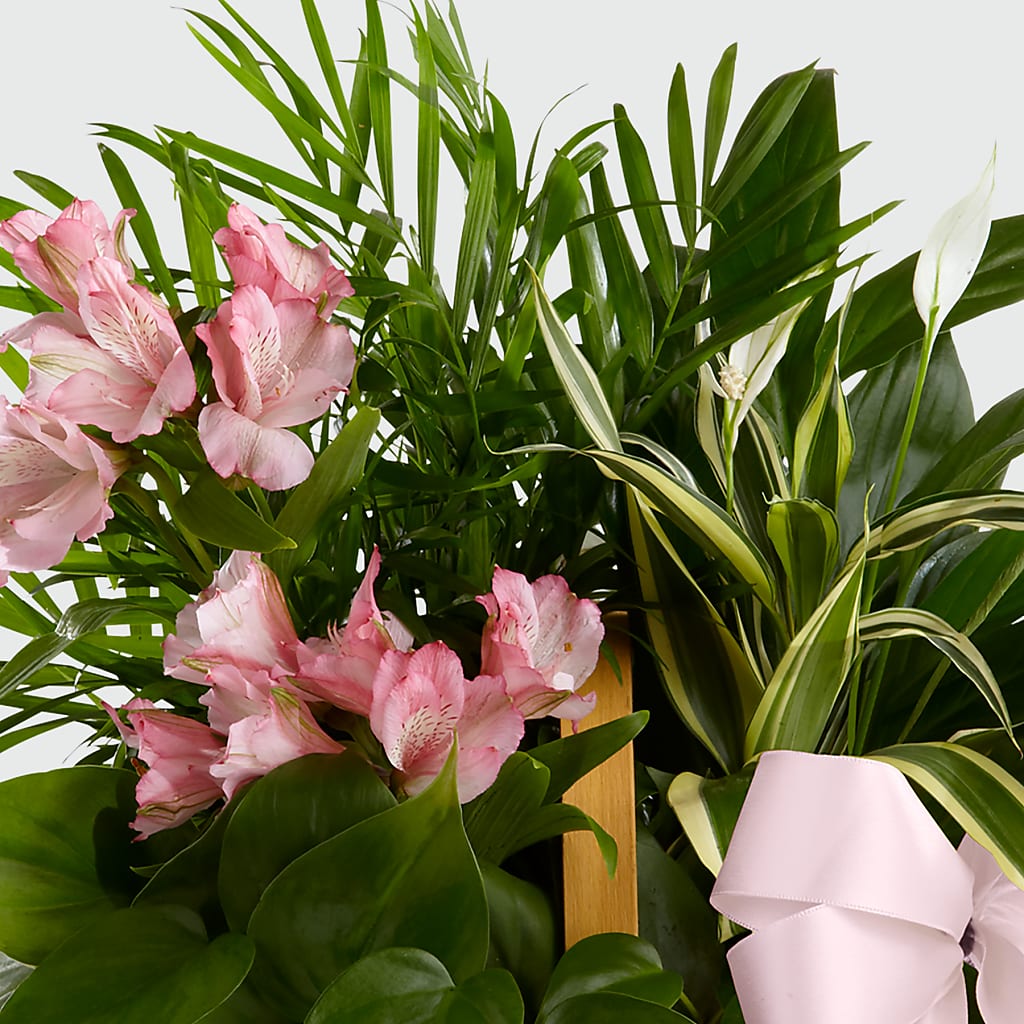 Living Spirit Dishgarden –  Awesome Blossom Florist, San Antonio TX