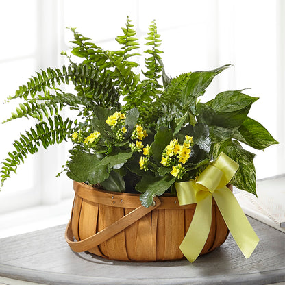 Always Dear Dishgarden –  Awesome Blossom Florist, San Antonio TX