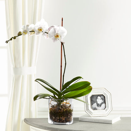 White Orchid Planter –  Awesome Blossom Florist, San Antonio TX