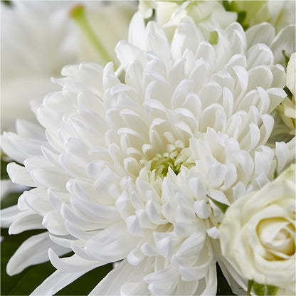 Classic Ivory – A Florist Original –  Awesome Blossom Florist, San Antonio TX