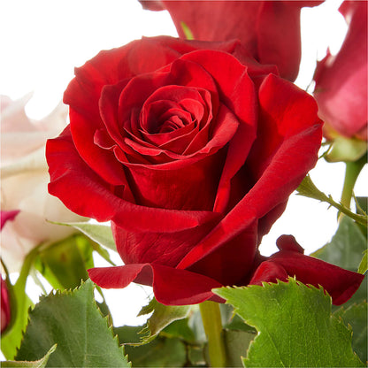 Love Notes Rose Bouquet –  Awesome Blossom Florist, San Antonio TX